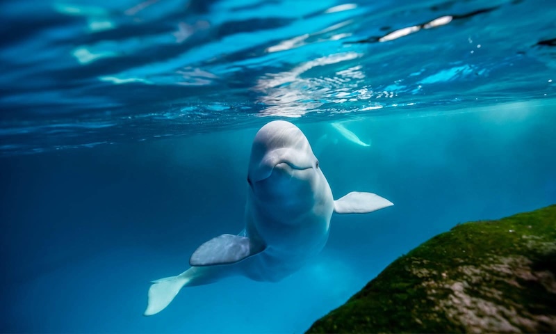 Kimalu the Beluga Whale