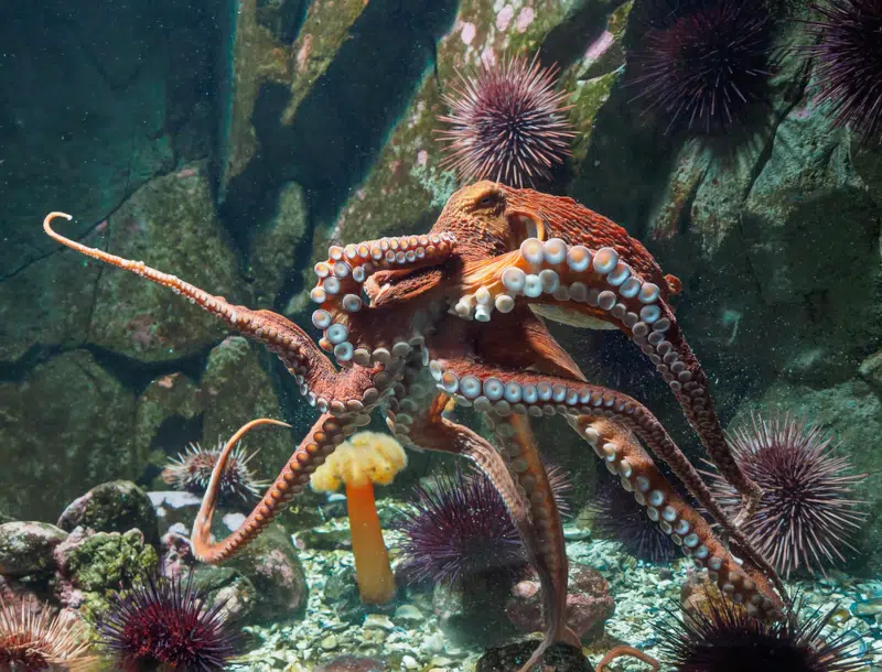 Giant Pacific octopus underwater 