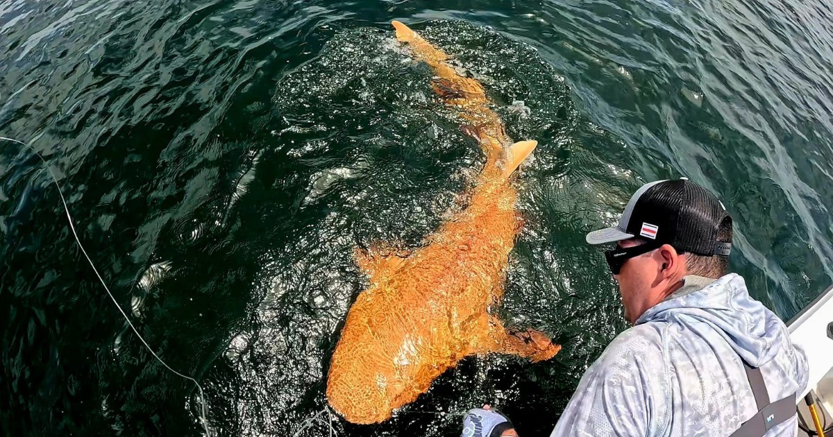Scientists Stunned by Bright Orange Shark Discovered off the Coast of Costa Rica