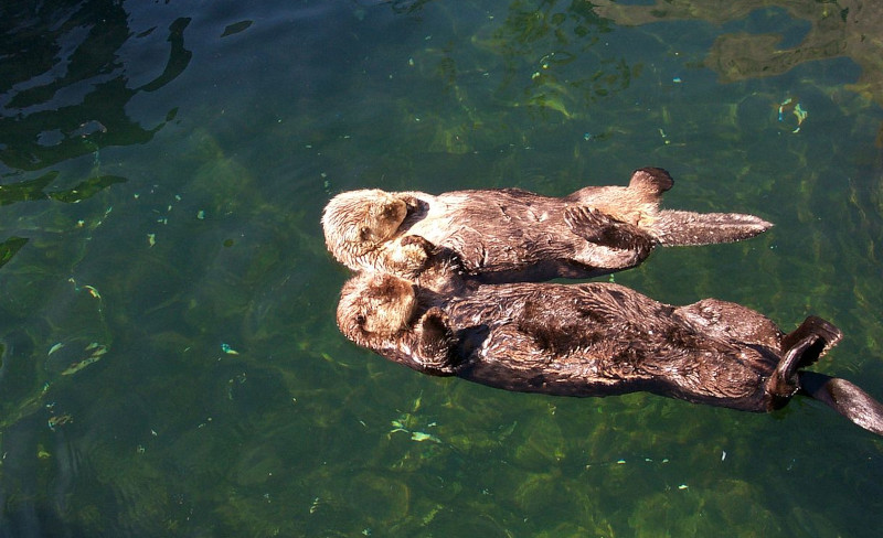 Sea otters holding hands