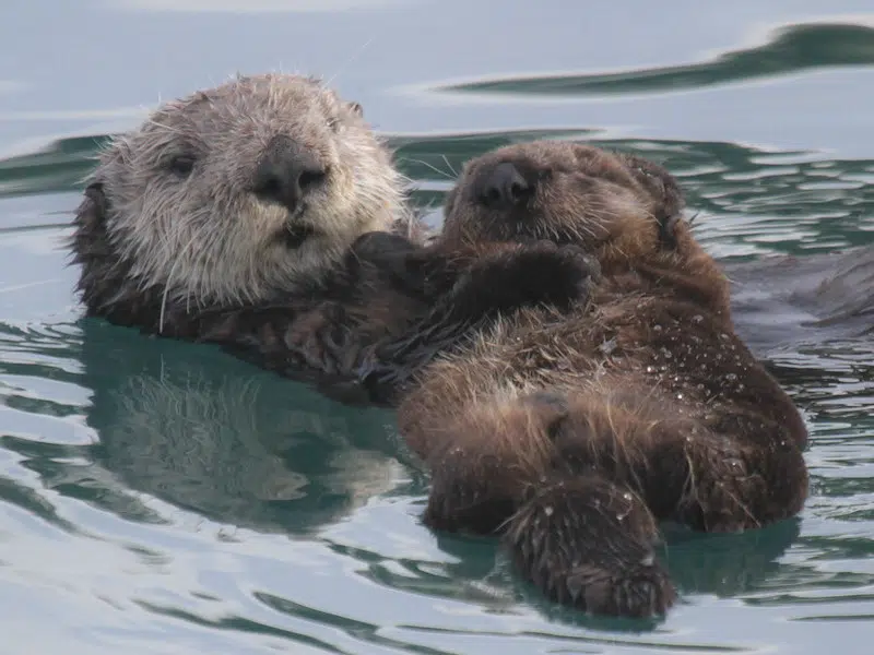 Sea otters holding hands