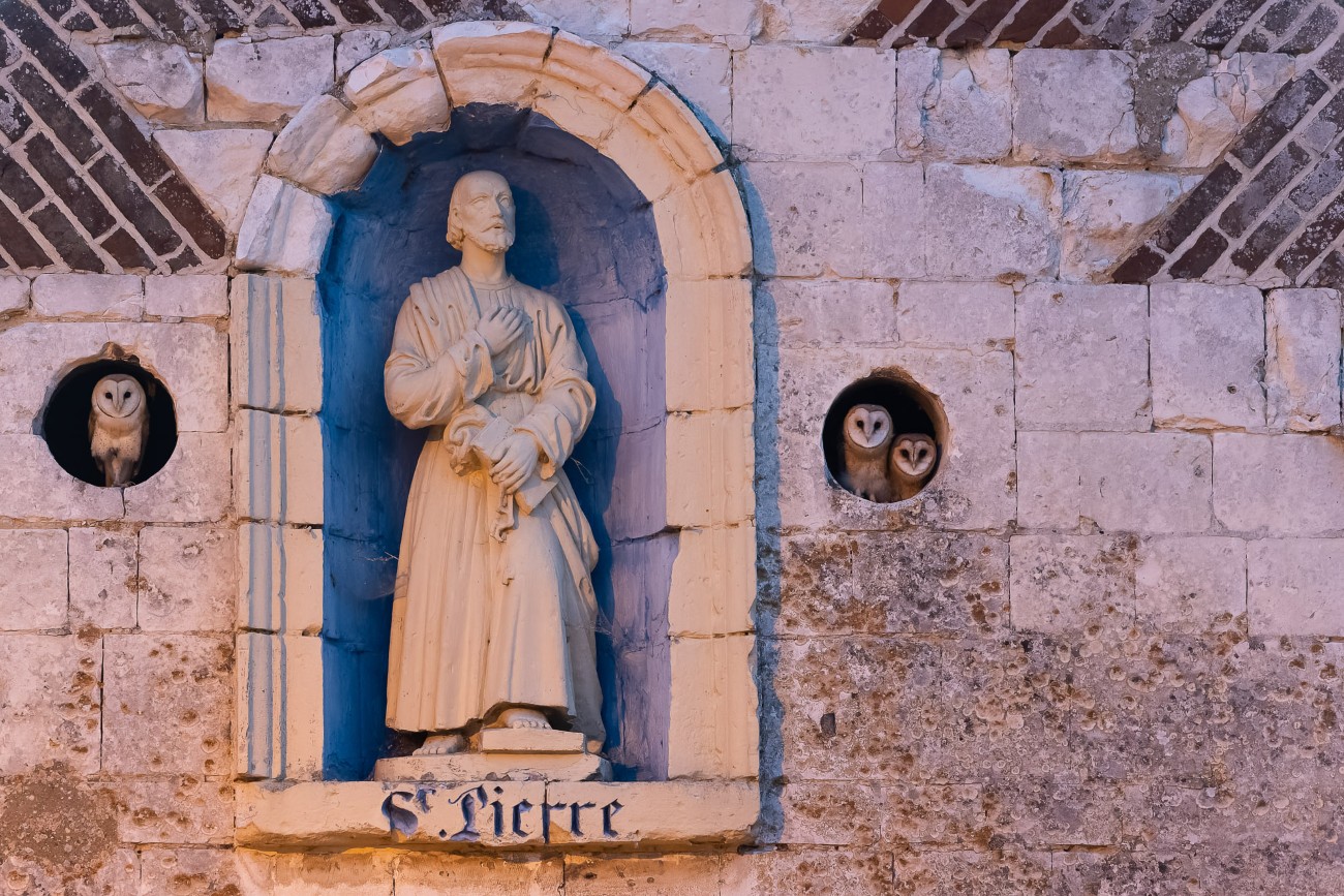Barn owls nestled into a hole on the side of a historic stone buiding