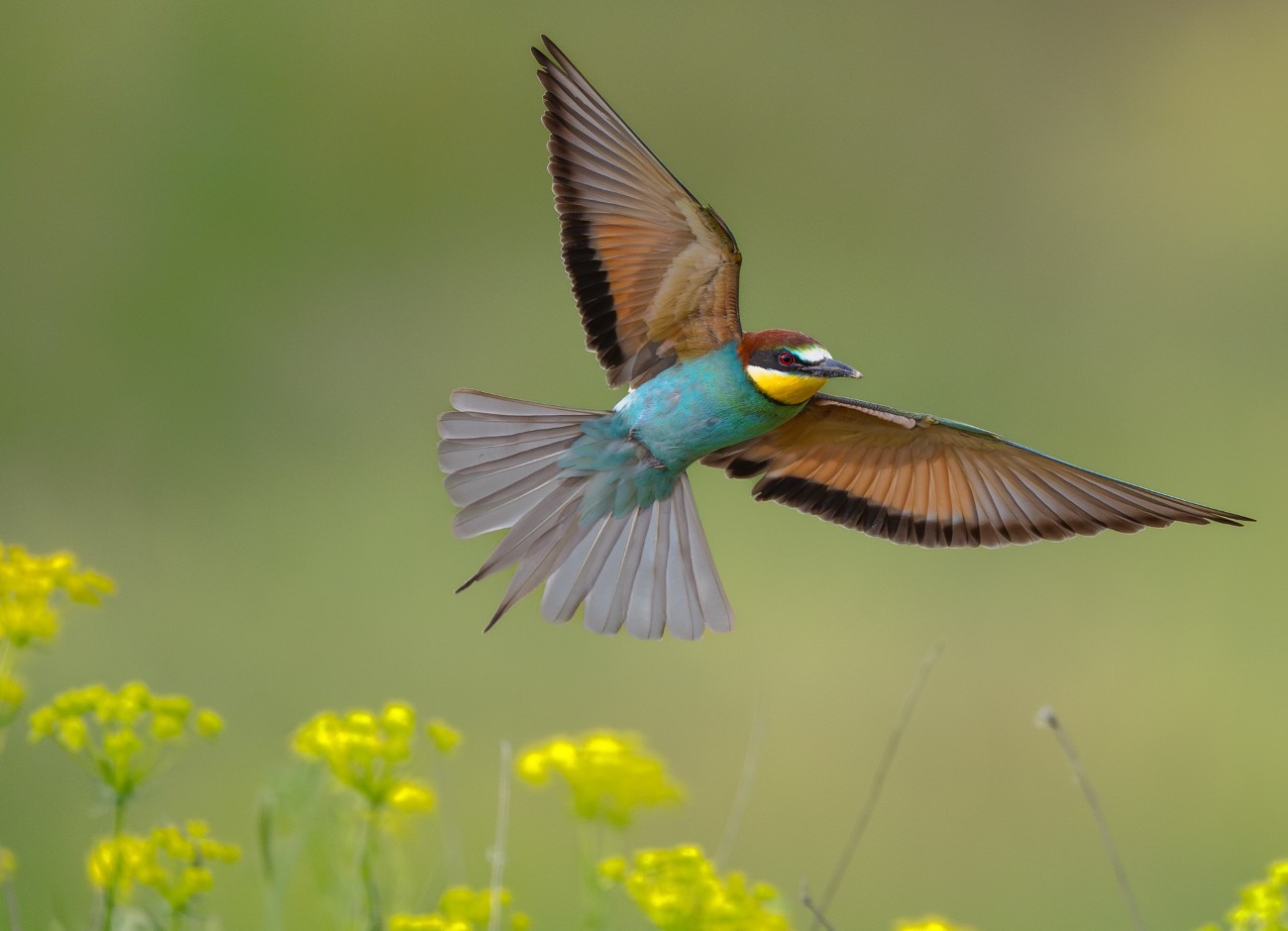 European Bee-eater