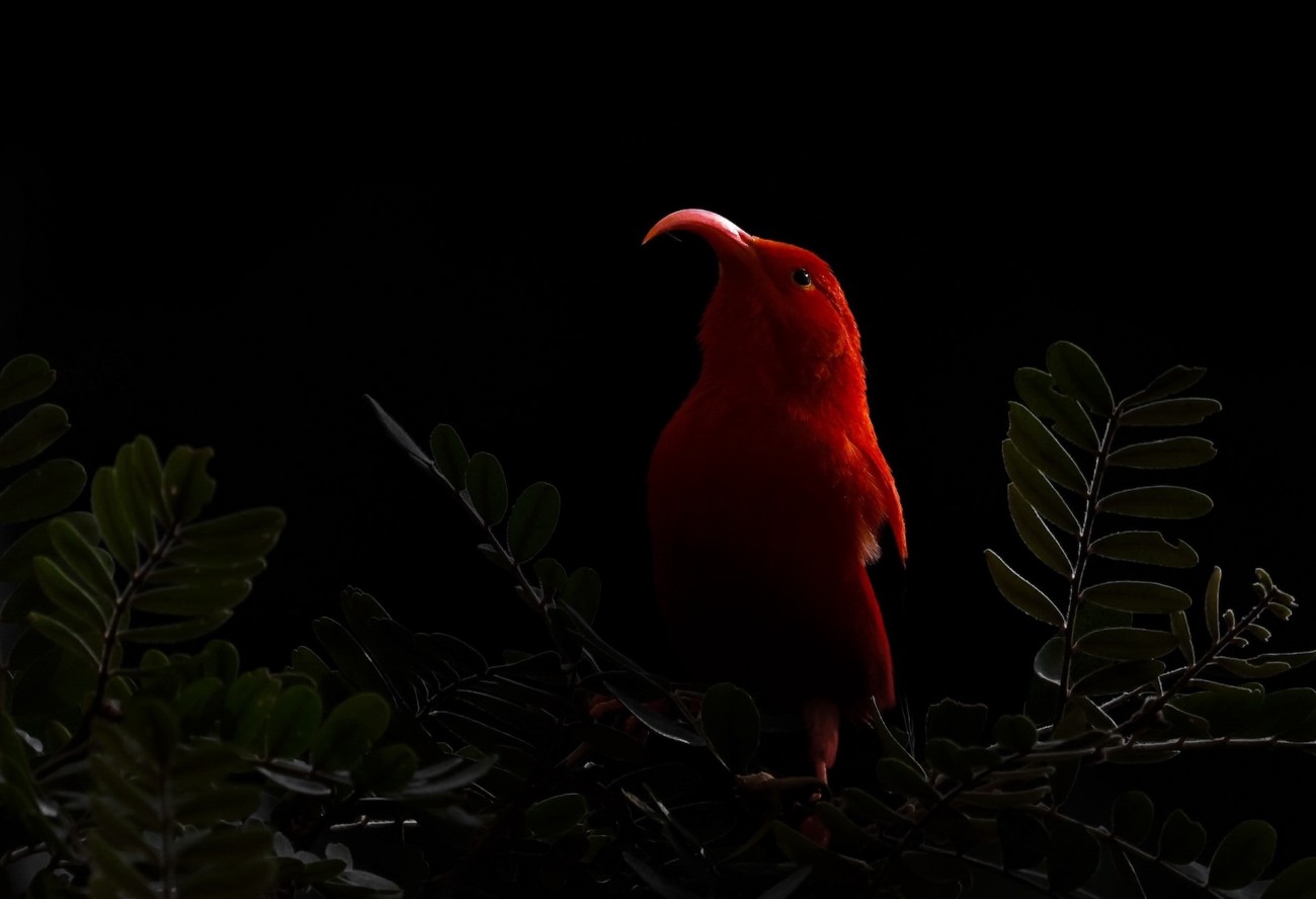 High contrast portrait of a honeycreeper