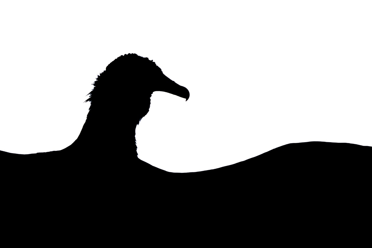 Silhouette close up of a black vulture