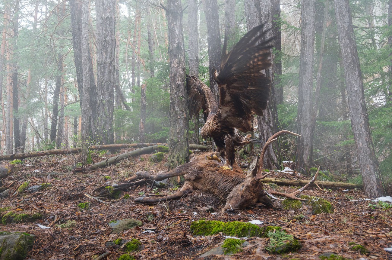 Golden eagle eating a red deer in the forest