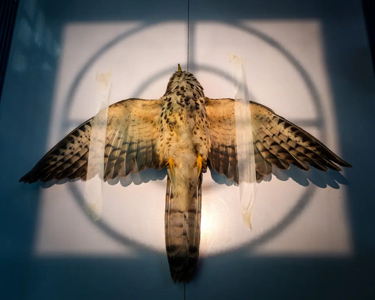 Common hawk cuckoo undergoing a radiograph