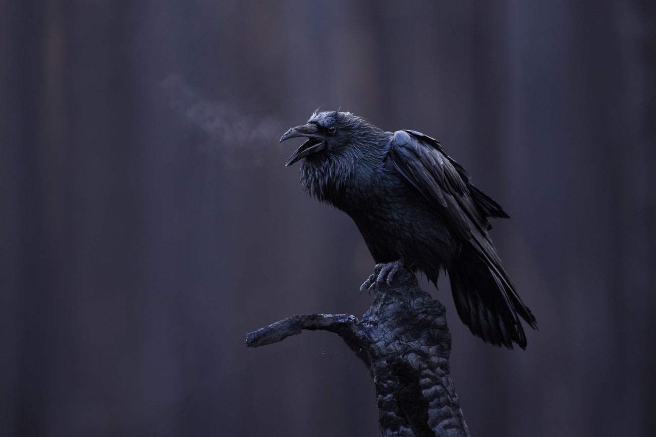 Raven on a burnt branch