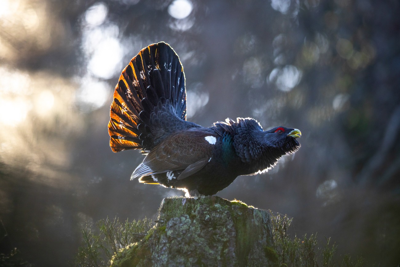 Male capercaillie, illuminated by the first rays of the rising sun