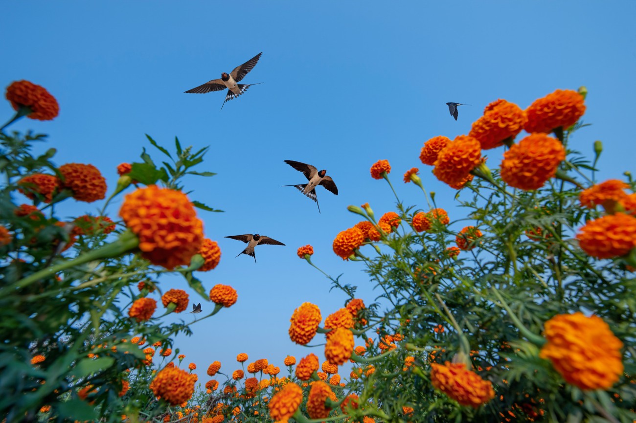 Barn swallows flying above a field of marigolds