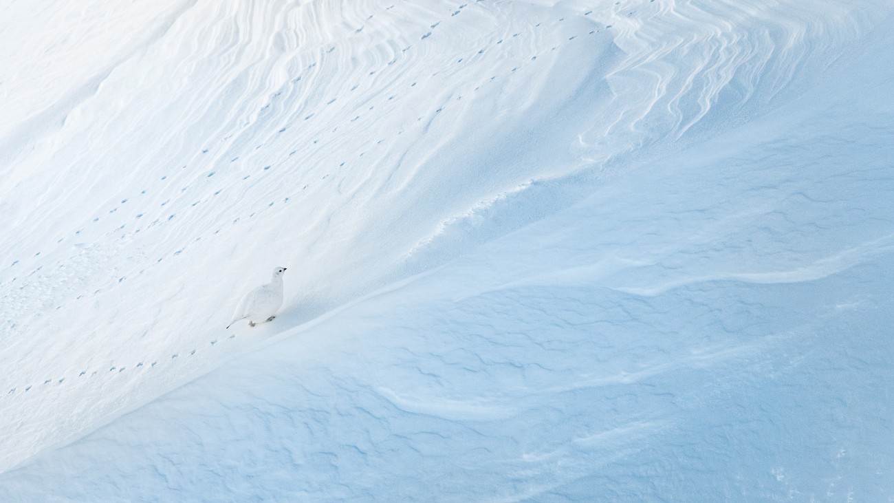Rock Ptarmigan in the snow
