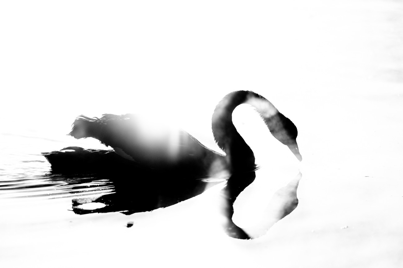 Black and white photo of a swan on a lake