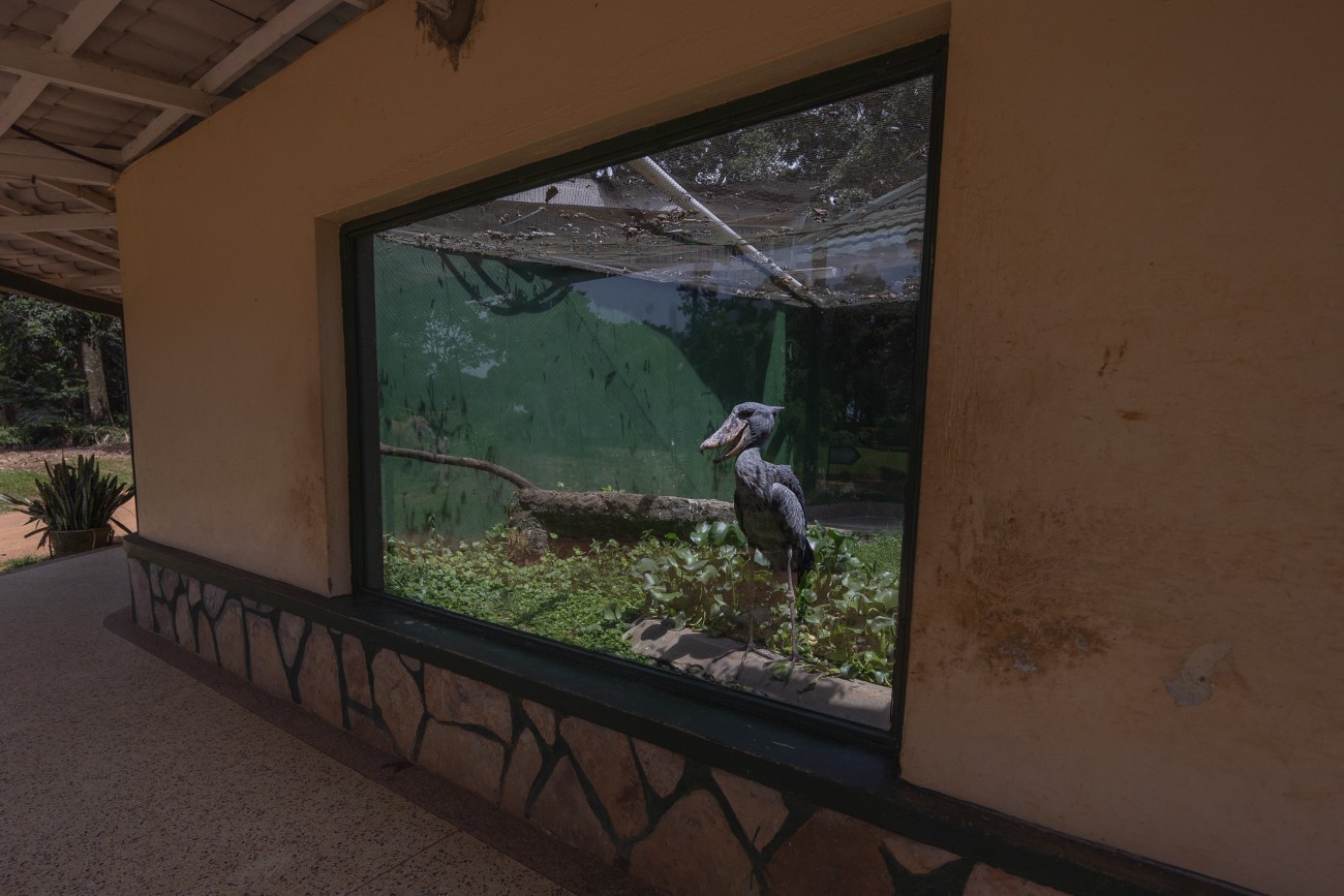 Shoebill stork in a cage at a zoo in Uganda