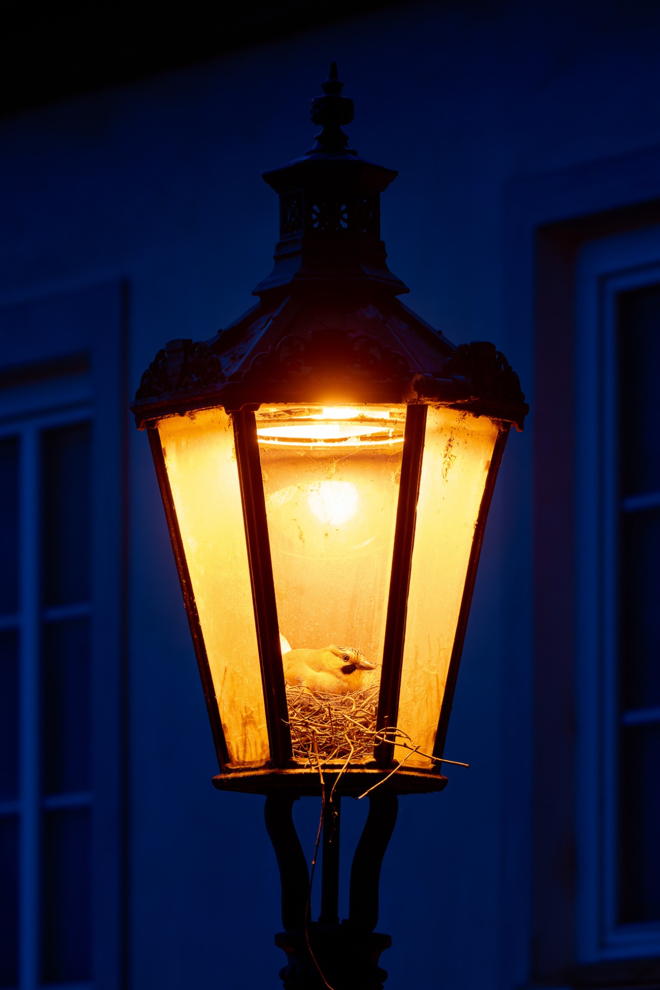 Eurasian jay nesting inside a lit up street lamp