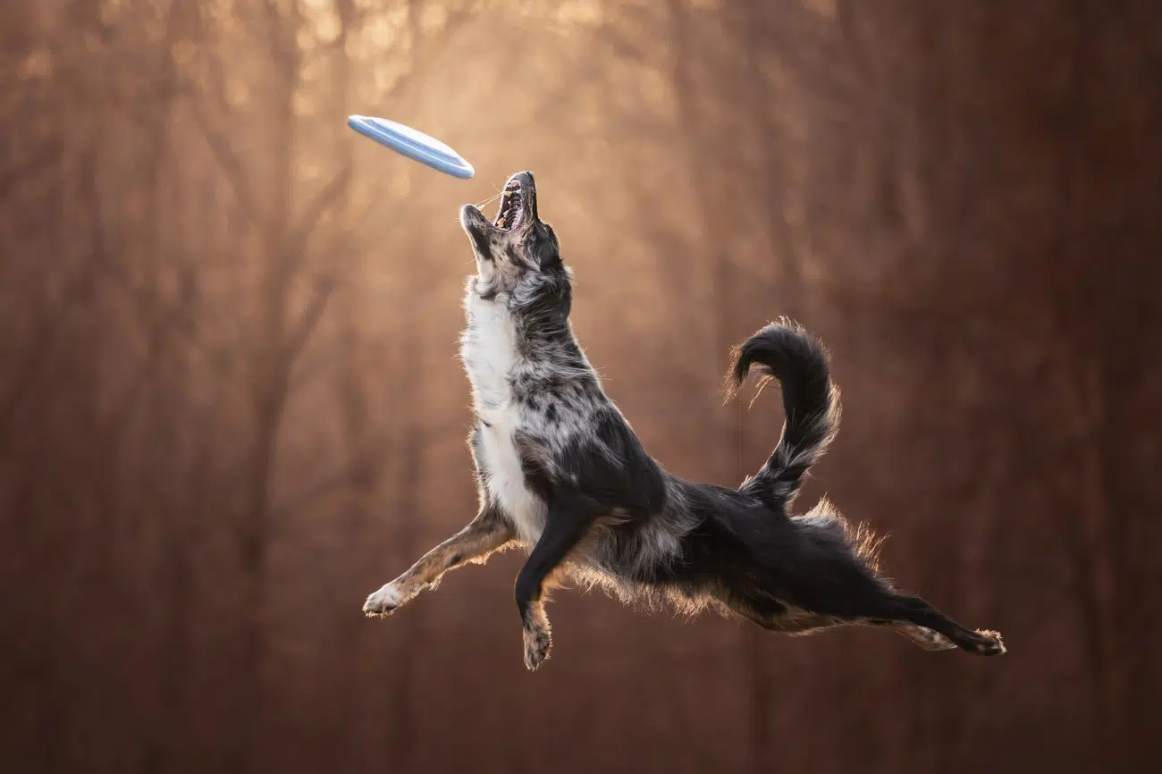 Collie catching a frisbee
