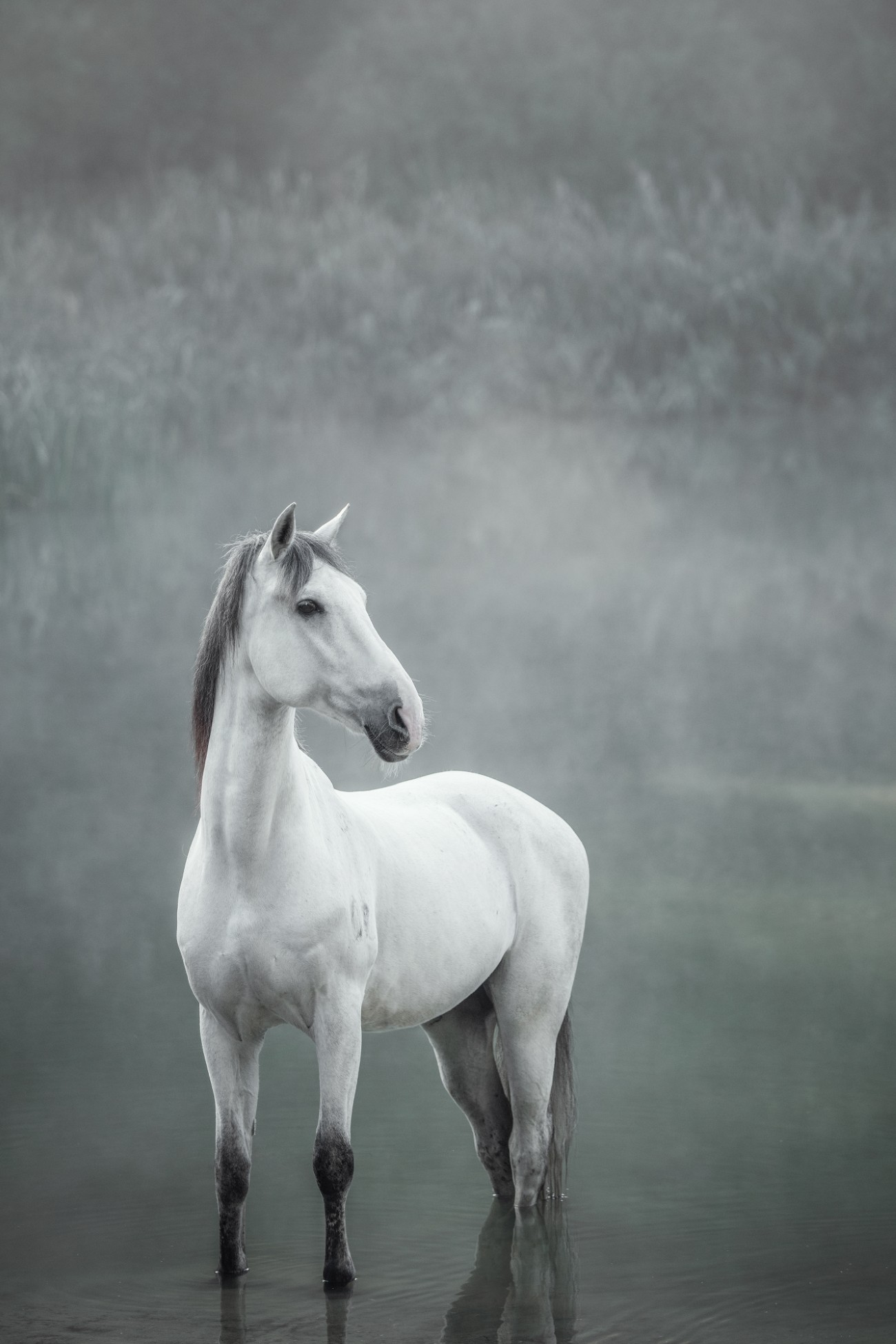 White horse standing in water