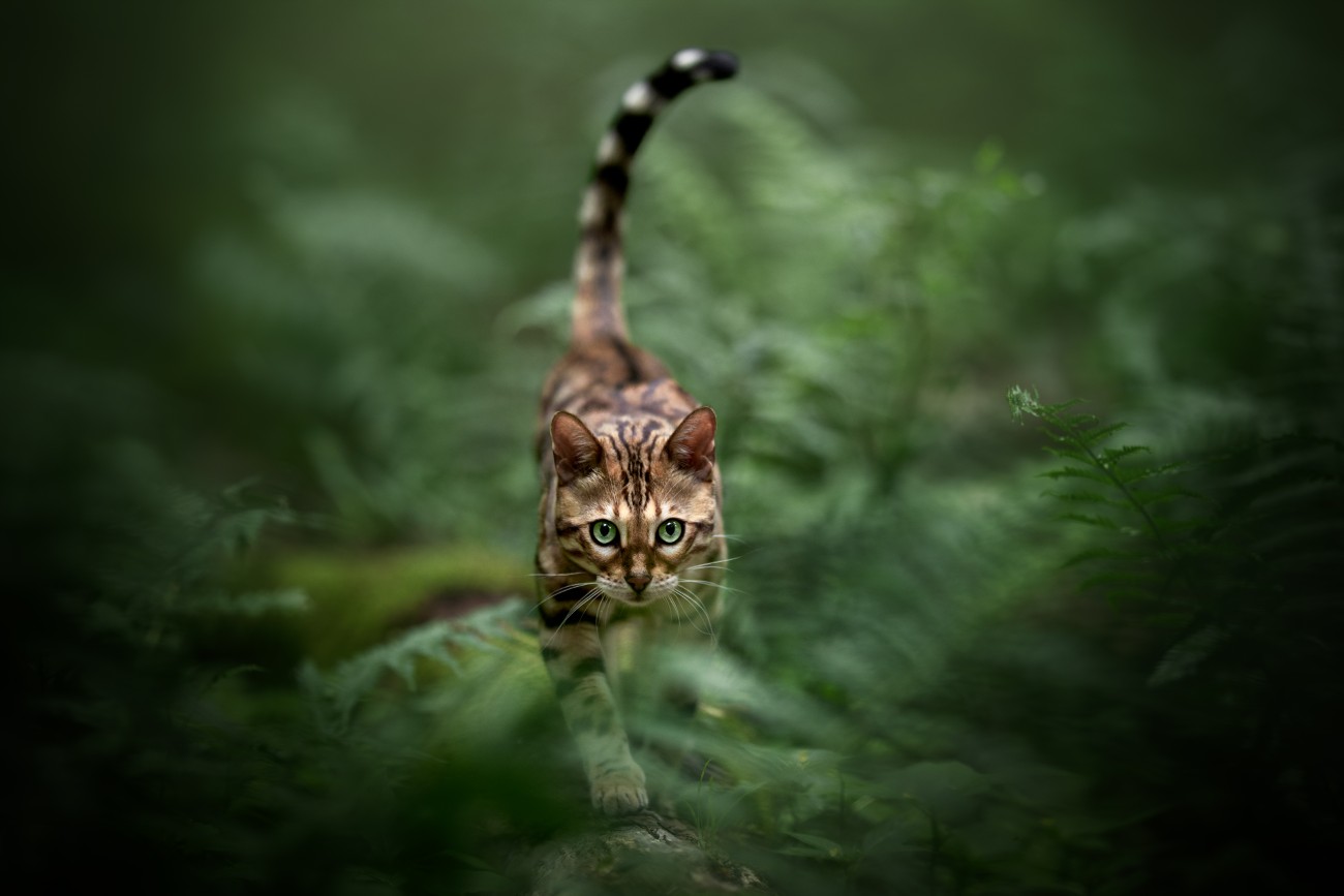 Creative cat portrait