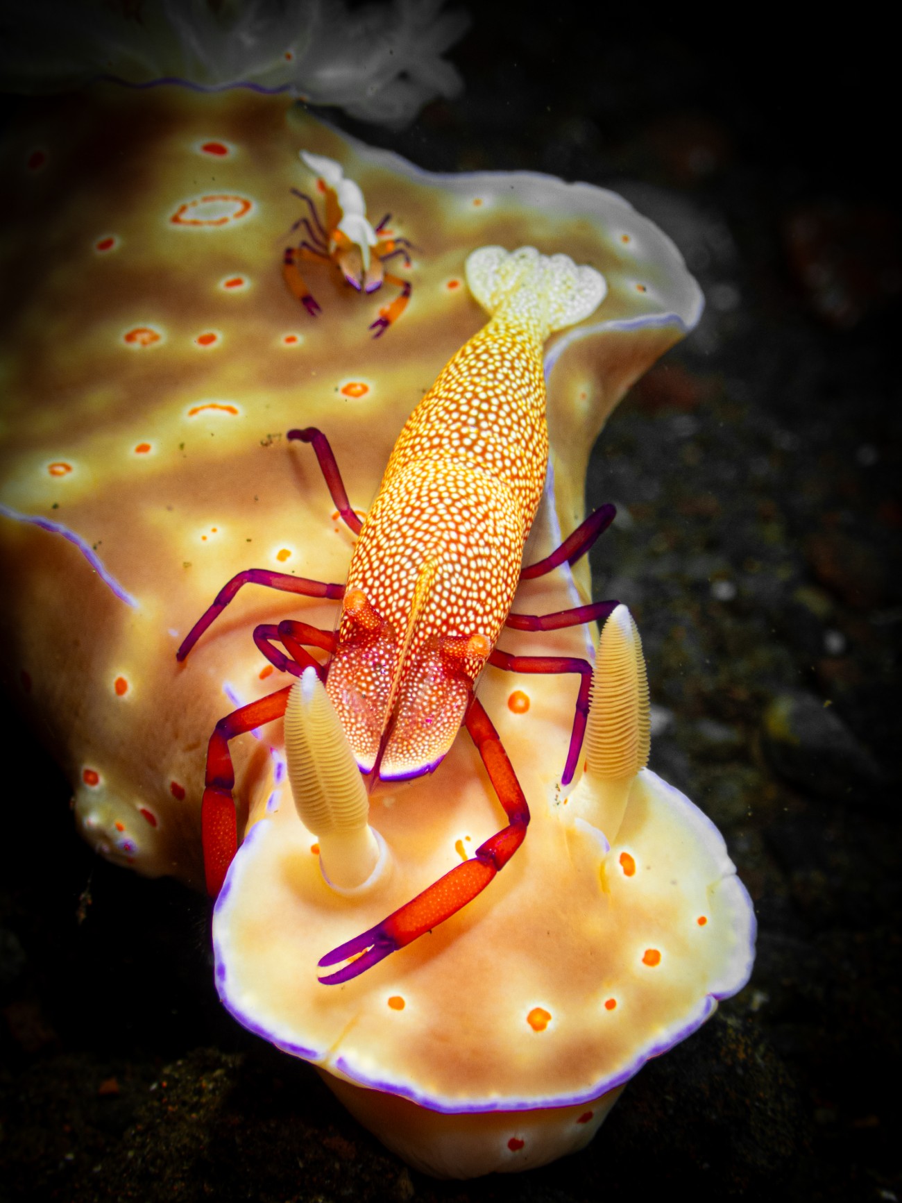 Two emperor shrimp on a nudibranch