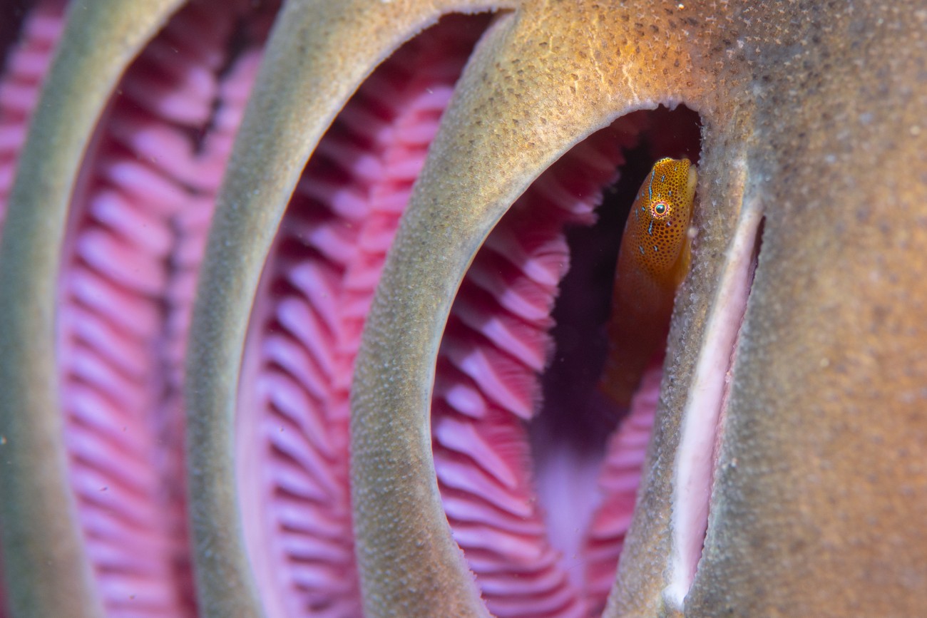 Eastern cleaner-clingfish eating parasites off shark