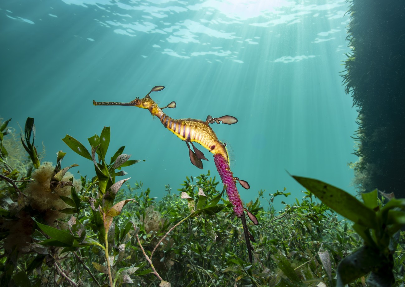 Weedy seadragon