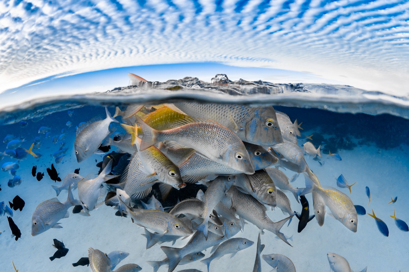 Over under photo of Ningaloo Reef