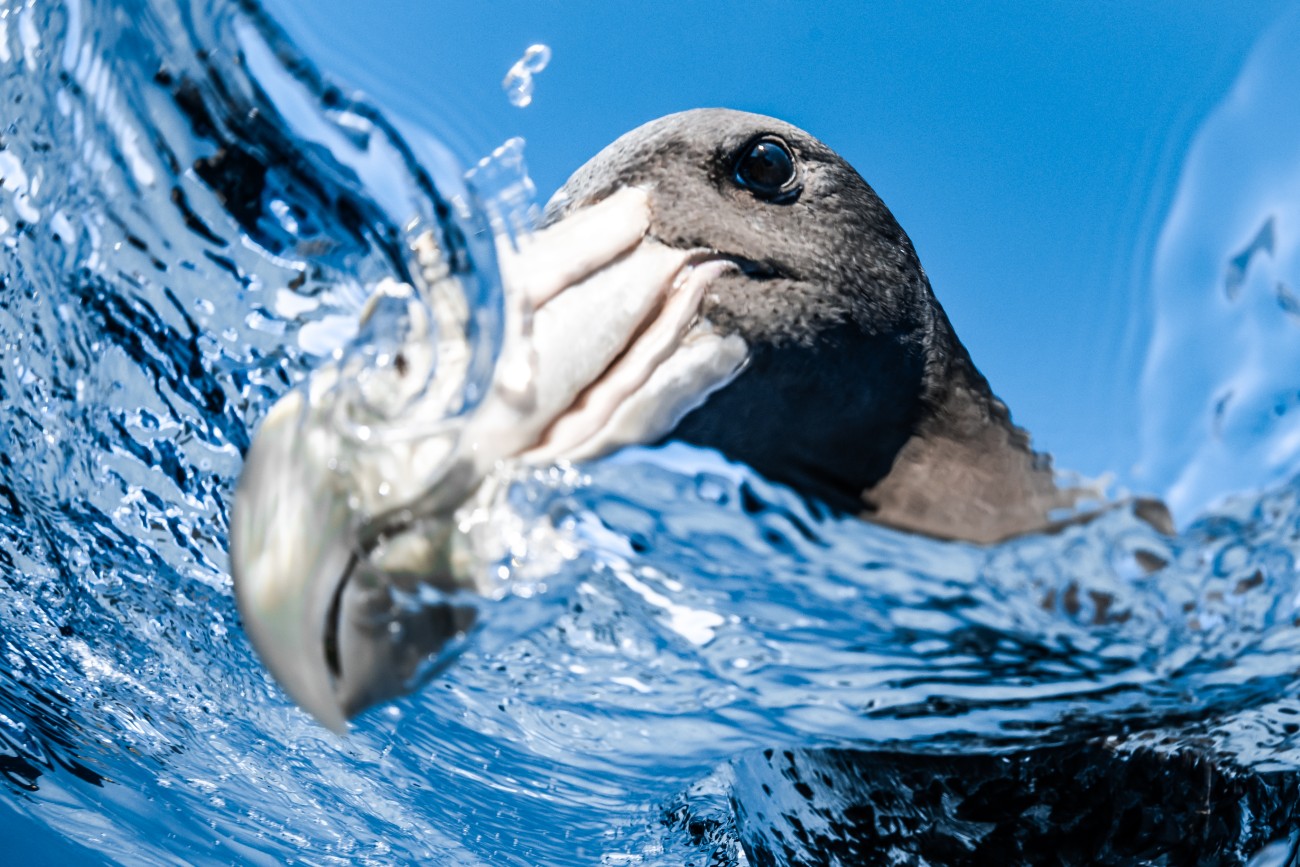 Bird sticking its beak into the water at Ningaloo Reef