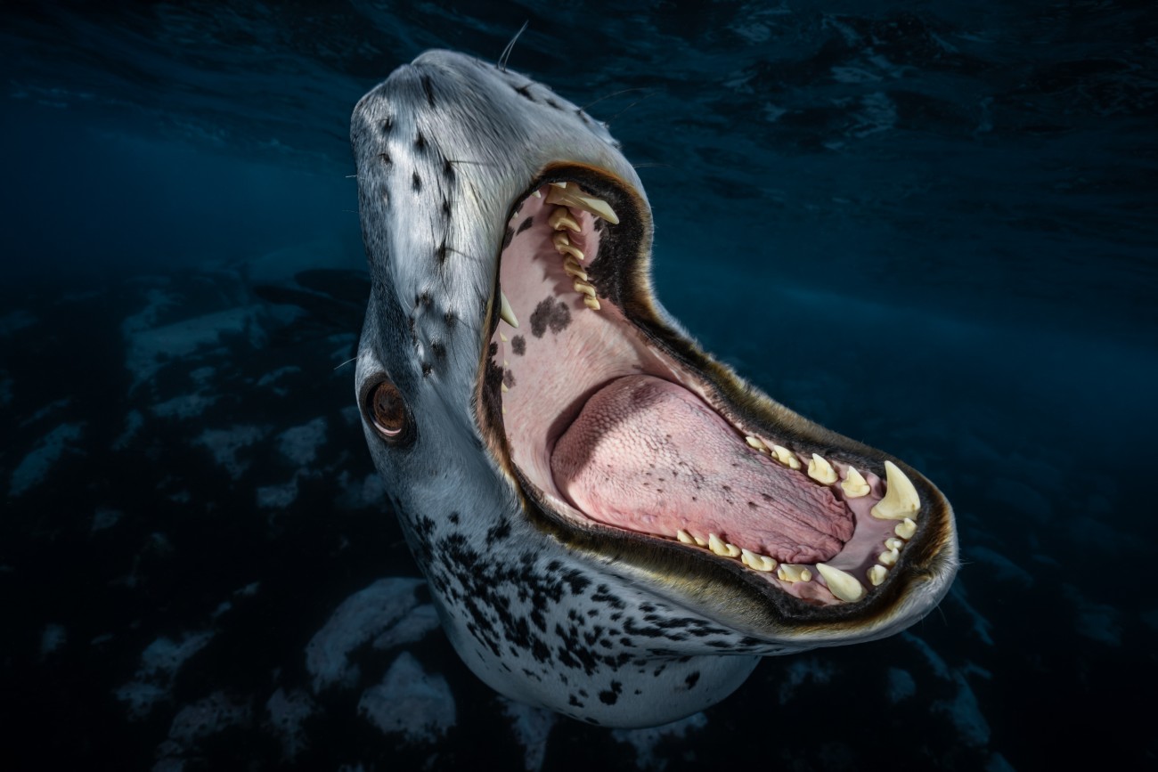 Leopard seal out of the water with its mouth open