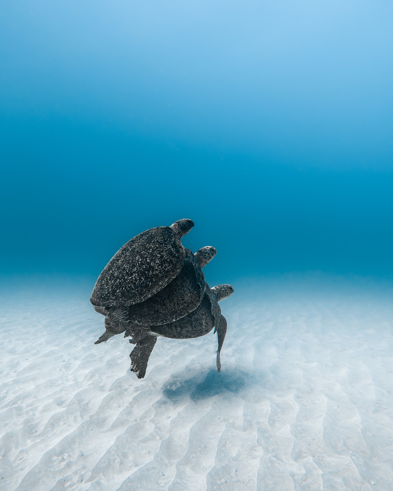 Green turtles stacked on each other at Ningaloo Reef