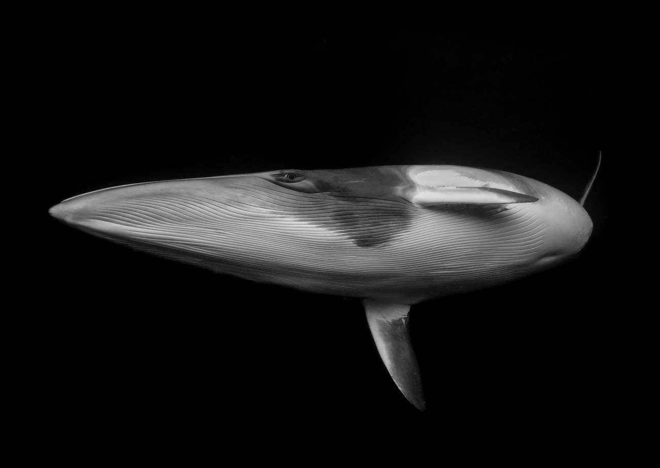 Dwarf minke whale