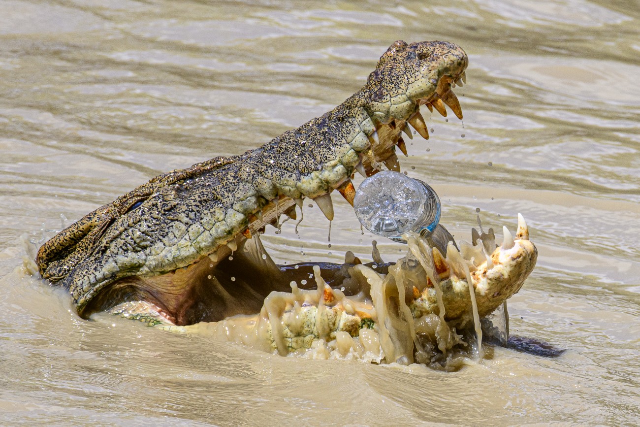 Crocodile with a plastic bottle in its mouth