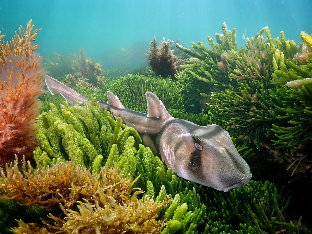 Port Jackson shark (Heterodontus portusjacksoni)