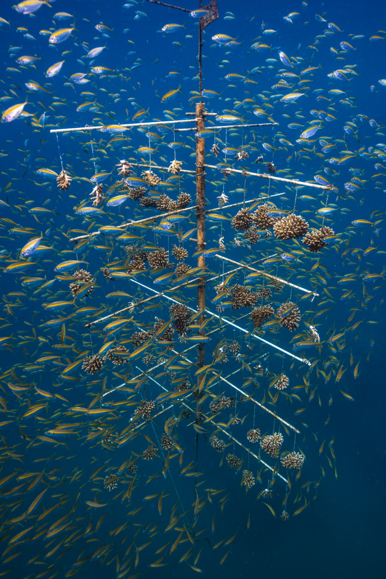 Fish surrounding a coral “reef tree,”