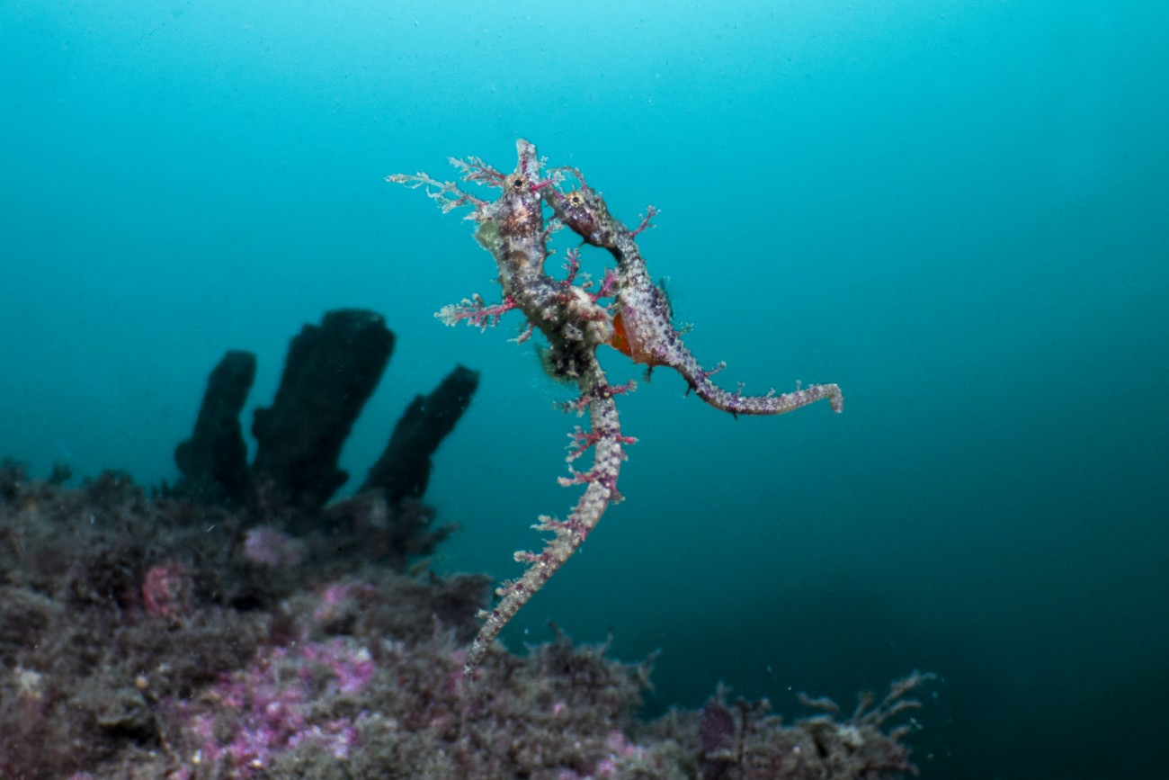 Mating pygmy pipehorses