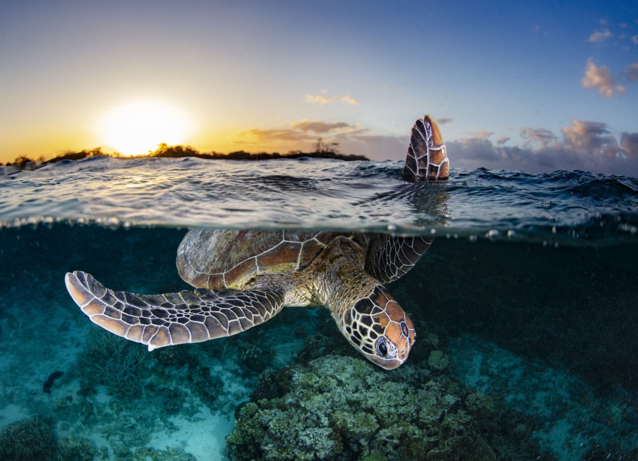 Over under photo of a sea turtle