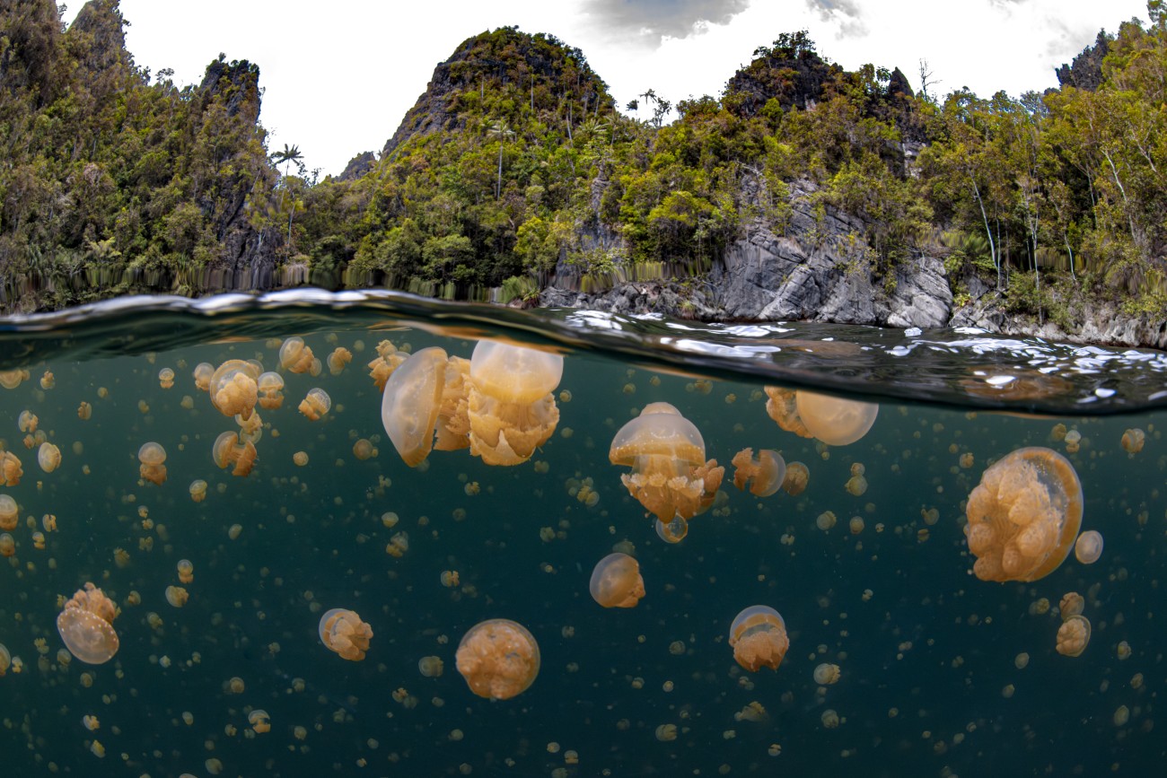 Over under photo of jellyfish