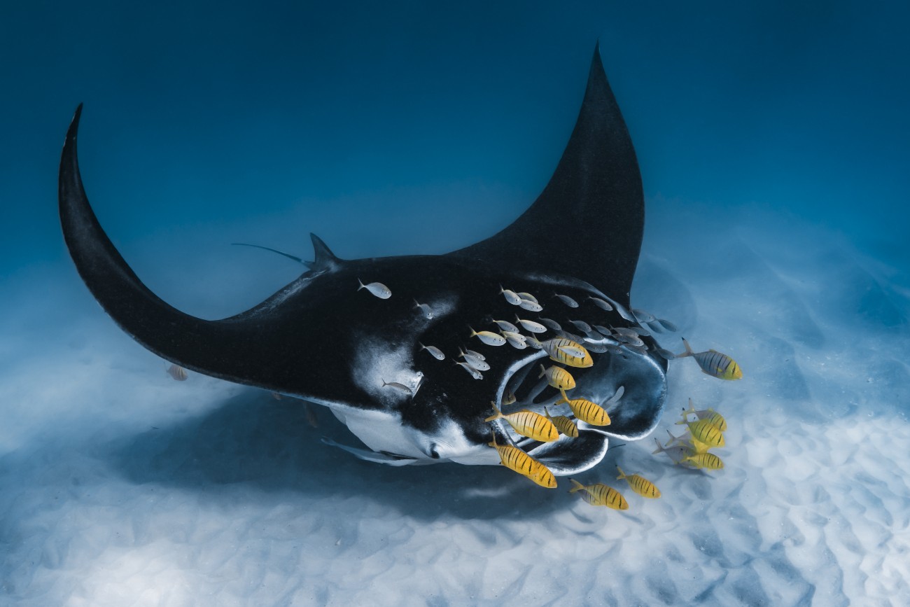 Manta ray at Ningaloo Reef