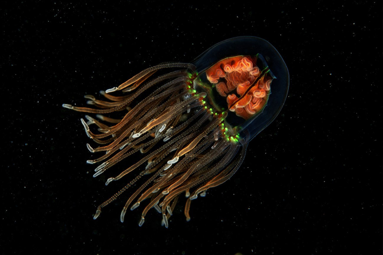 Japanese jellyfish