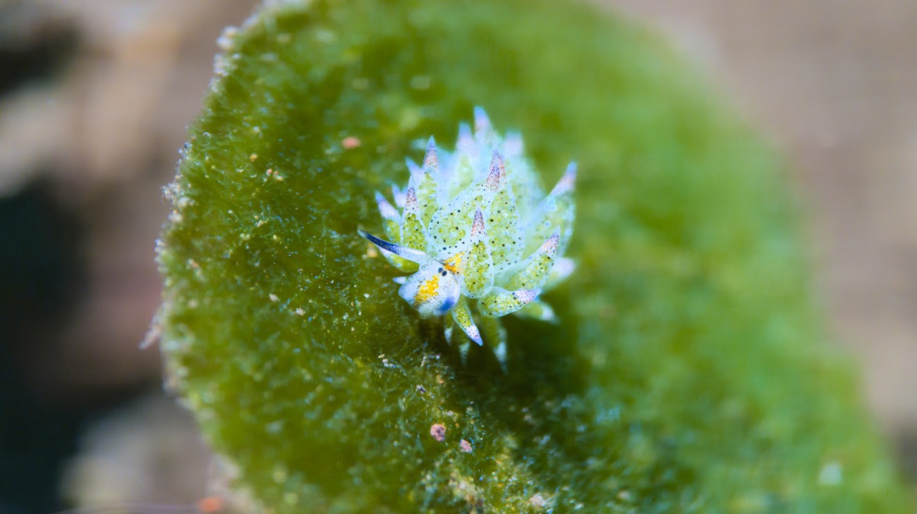 2025 Underwater Awards Australasia