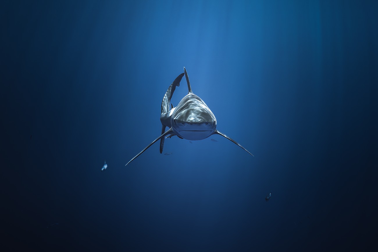 Oceanic whitetip