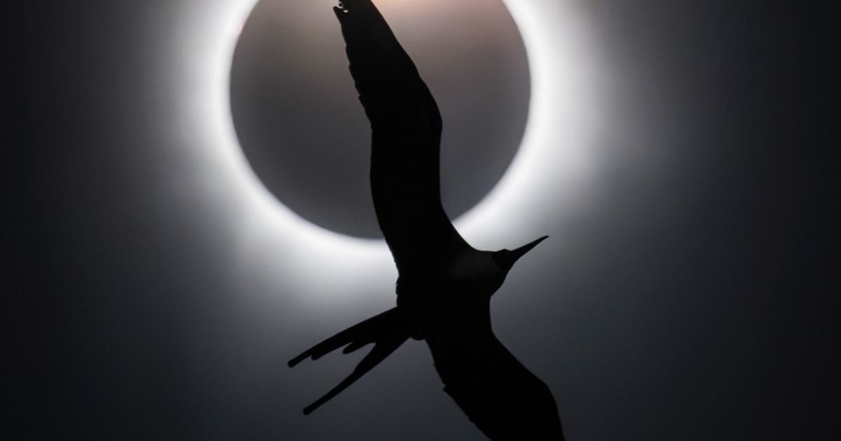 Bird Soaring Below a Total Solar Eclipse Wins 2025 Bird Photographer of the Year