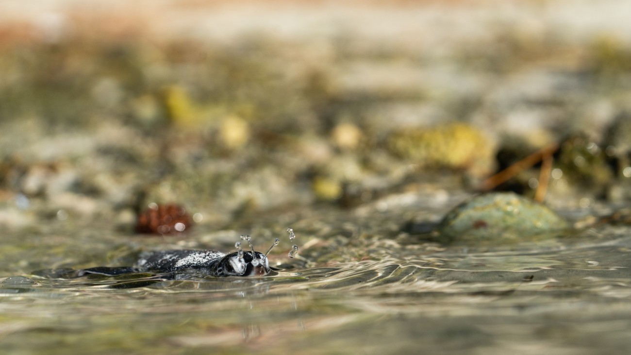 A sea turtle hatchling releases a delicate jet of water from its nostrils.
