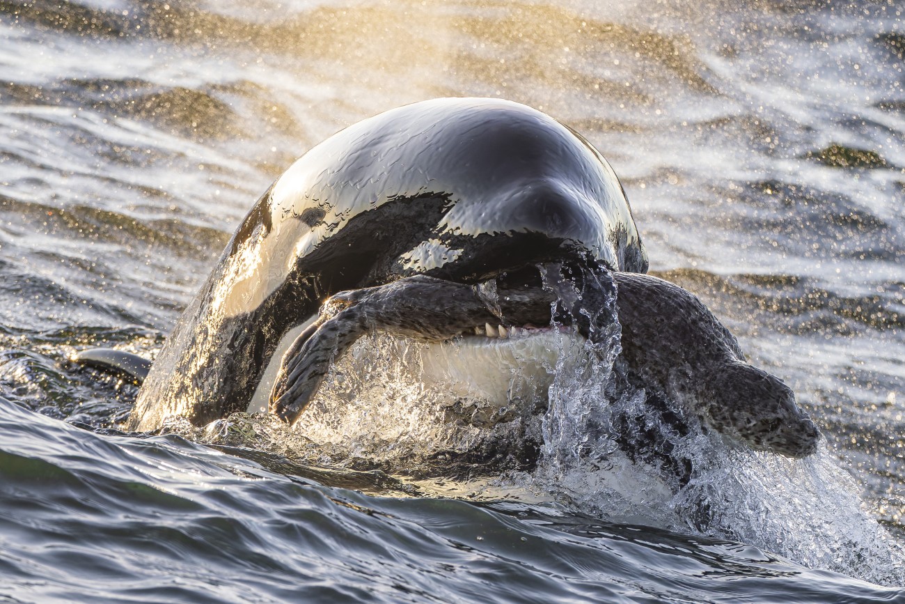 A one-year-old Bigg’s orca catches a harbor seal