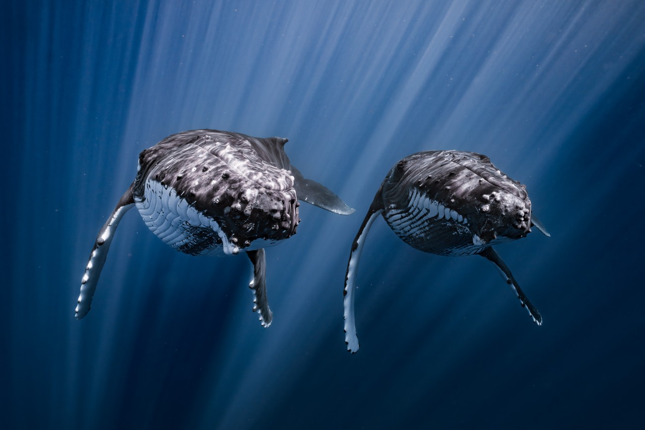 A pair of humpback whales