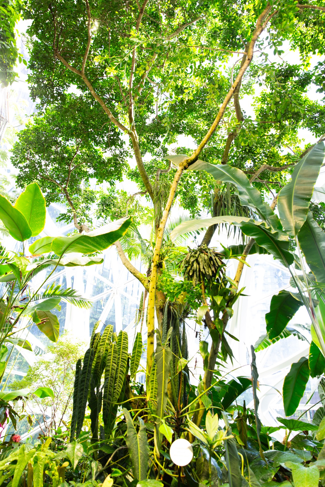 Amazon Sphere Plants