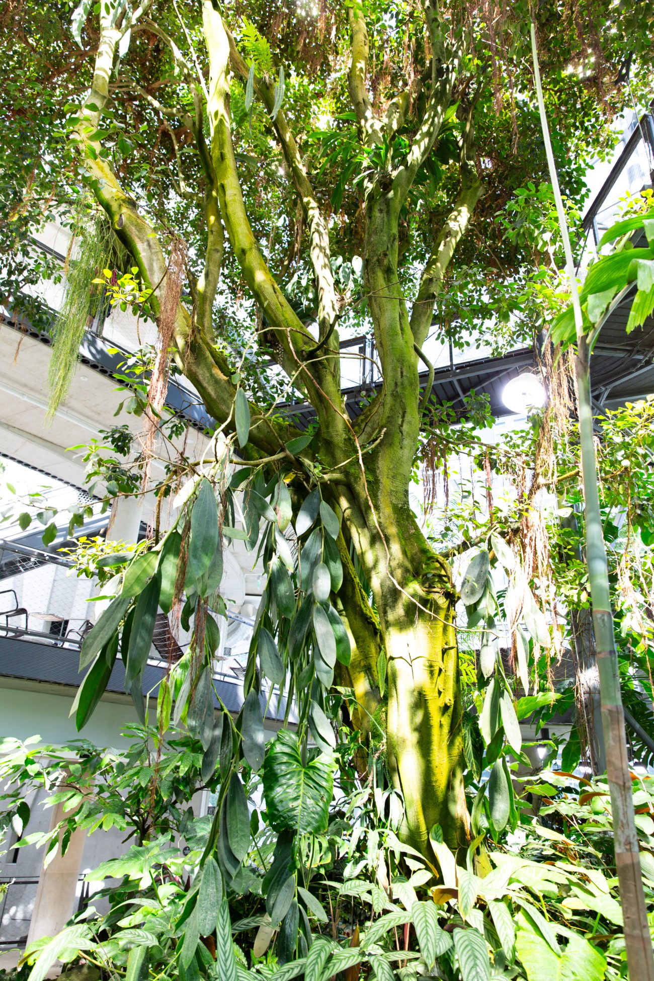 Amazon Sphere Plants