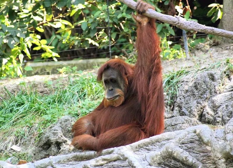 Photo: Kabir Bakie via <a href="https://commons.wikimedia.org/wiki/File:Orangutan_001.jpeg" target="_blank">Wikimedia Commons</a> (Public domain)