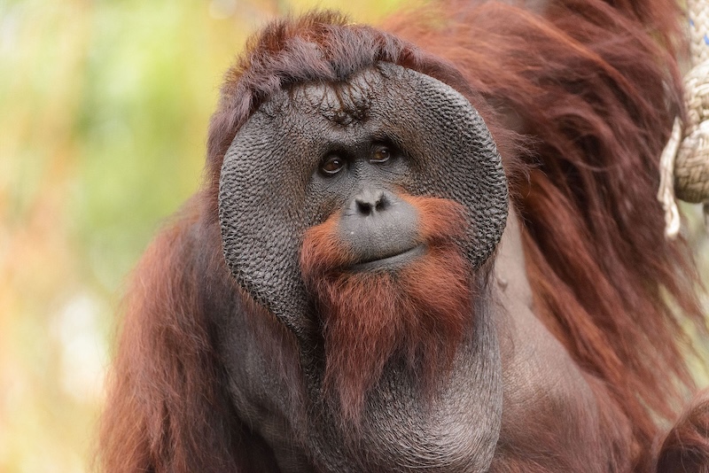 Photo: Eric Kilby via Wikimedia Commons (Public domain)