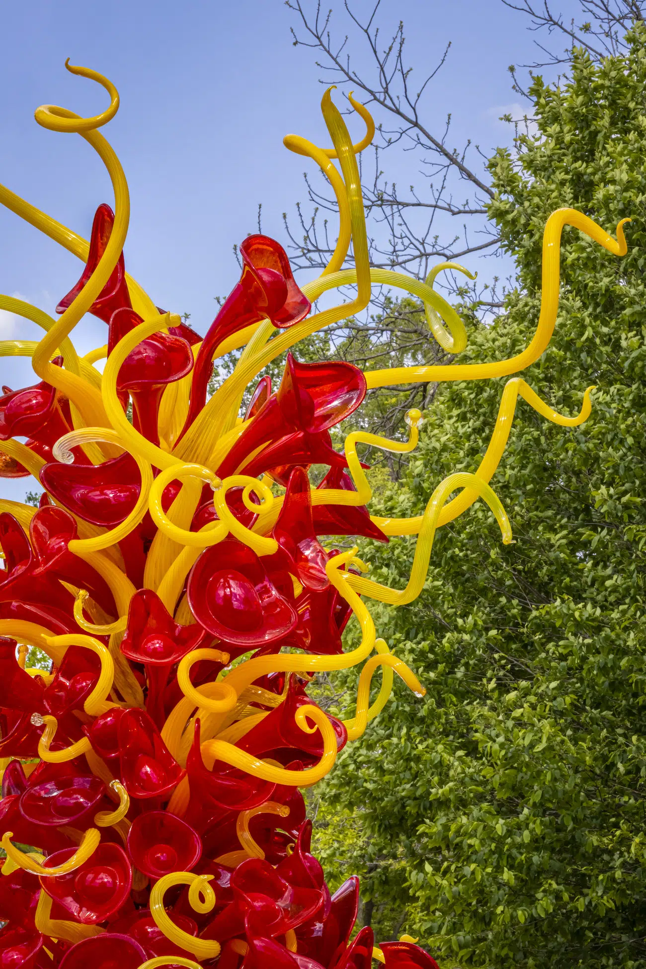 Installation view of Dale Chihuly's sculpture exhibition at Maker’s Mark in Bardstown, Kentucky.