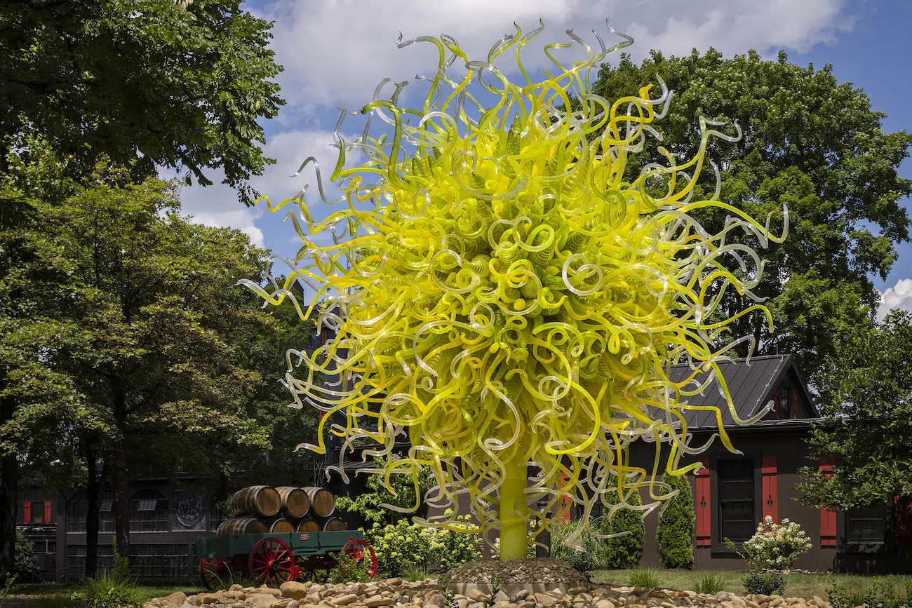 Installation view of Dale Chihuly's sculpture exhibition at Maker’s Mark in Bardstown, Kentucky.