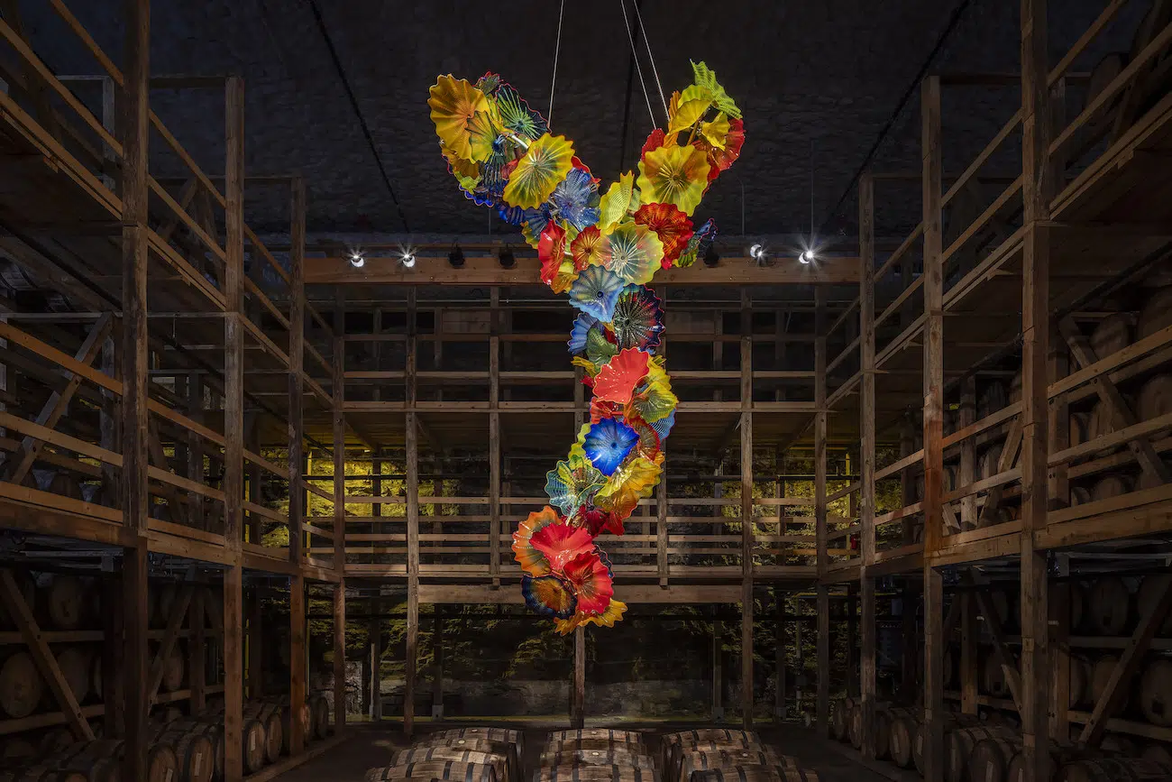 Installation view of Dale Chihuly's sculpture exhibition at Maker’s Mark in Bardstown, Kentucky.